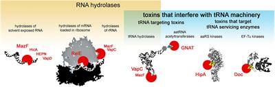 The Variety in the Common Theme of Translation Inhibition by Type II Toxin–Antitoxin Systems